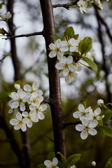 cherry branch with white flowers