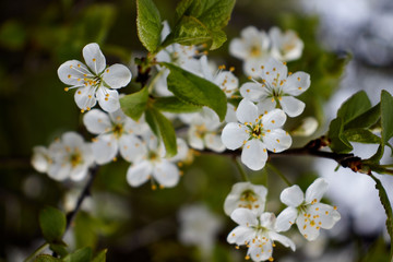 cherry branch with white flowers