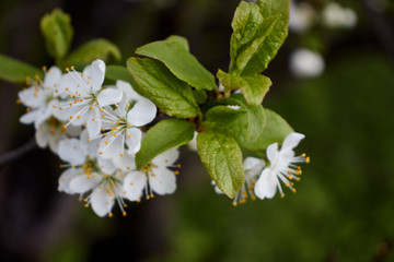 green cherry branch with white flowers yellow stamens