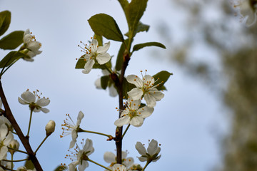 white cherry blossoms on a branch against the blue sky
