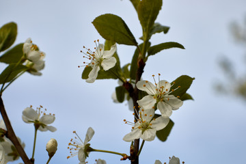 white cherry blossoms on a branch against the blue sky