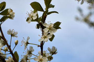 white cherry blossoms on a branch against the blue sky