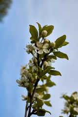white cherry blossoms on a branch against the blue sky