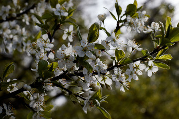 cherry branch with white flowers