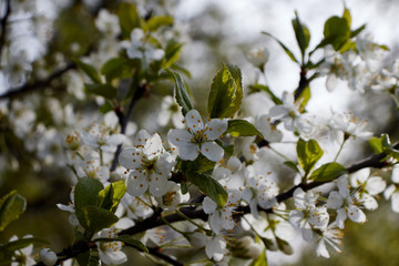 cherry branch with white flowers