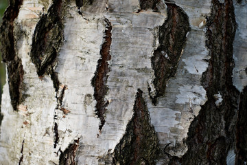the bark of the birch trunk