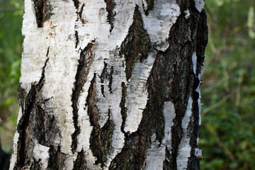 the bark of the birch trunk
