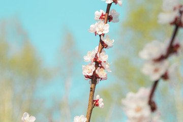 Plum blossoms beautifully bloom on a branch with blurred background.