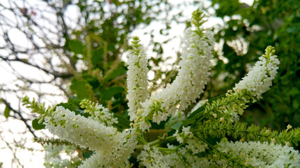 white buddleia in the garden