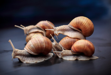 several big snails crawling one on one in the studio