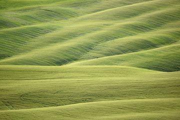 Rolling hills in Tuscany - 266478821