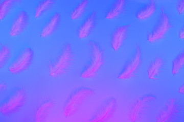 Gradient plastic pink, blue and proton purple background with neon feathers. Glowing neon. Trendy is design.