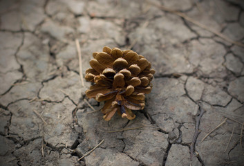 pine cone on cracked ground