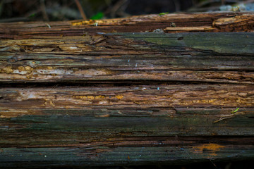 Texture of a green rotten loft vintage wood