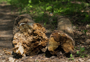 texture of a fallen rotten tree on a forest road
