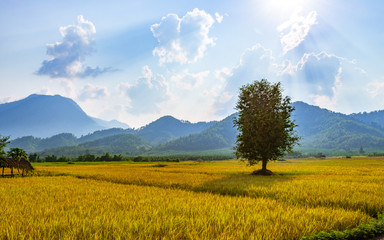 Obraz premium Tree of life