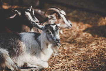 beautiful young goats on a farm