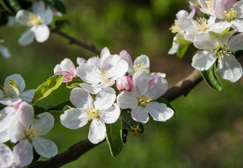 Obraz na płótnie Canvas Blossoming tree brunch with white-pink flowers