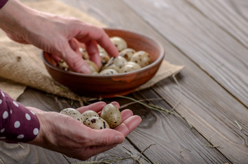 Obraz na płótnie Canvas Fresh organic quail eggs in woman hands over wooden rustic kitchen table. Space for text