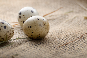 Fresh organic quail eggs on hemp fabric burlap. Space for text