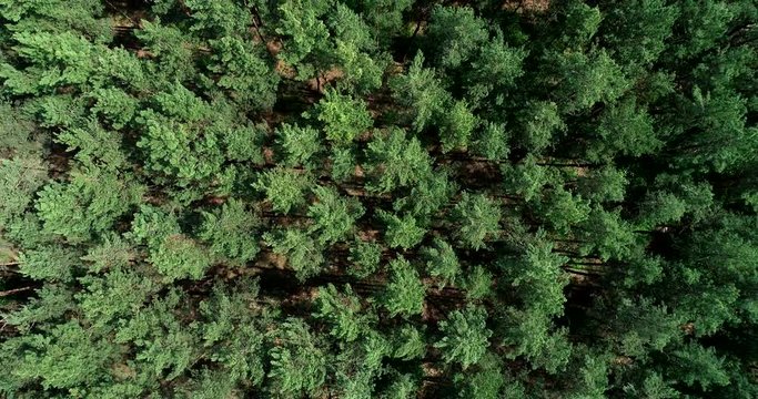 Aerial view of the pines from a bird's flight. Flying over the pine forest