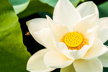 White lotus flower in pond, Lumphun province Thailand