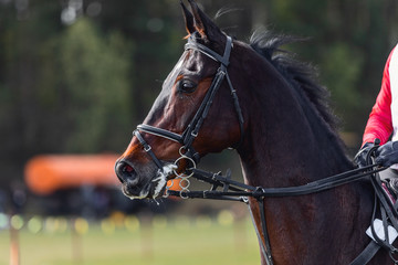 portrait of nervous dark sorrel horse waiting start of eventing competition
