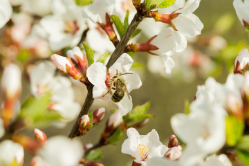 The cherry blossoms are beautifully blooming on a branch with a blurred background. On which sits bee, collects nectar