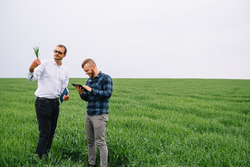 Two farmer standing in a wheat field and looking at tablet, they are examining corp. Young handsome agronomist. Agribusiness concept. agricultural engineer standing in a wheat field