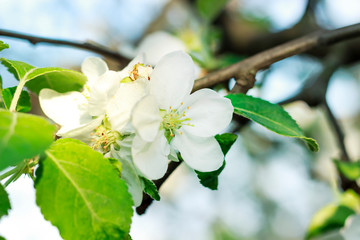 Obraz premium apple tree blooms in the garden, close-up