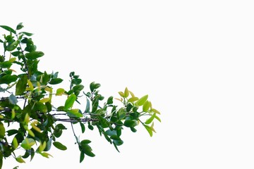 Tropical tree leaves with branches on white isolated background for green foliage backdrop 