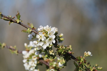 Kirschzweig im Mai
