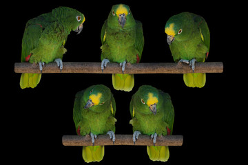 Yellow-crowned green amazon parrot set, birds tropical kit black isolated