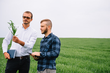Two farmer standing in a green wheat field and shake hands.