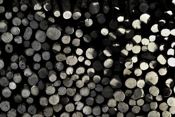 Close up a circle skin pattern of a pile cuted moldy woods in the dark area with sun light for background texture 