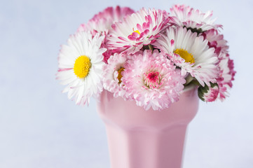 Close-up of a spring flowers - daisie. Floral background. Spring plants. Minimalism, soft focus, copy space. Macro. Card. Layout.