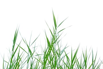 Wild grass leaves with wind blowing on white isolated background for green foliage backdrop 