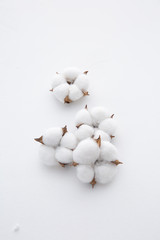 Cotton plant flower branch isolated on white background