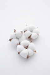 Cotton plant flower branch isolated on white background