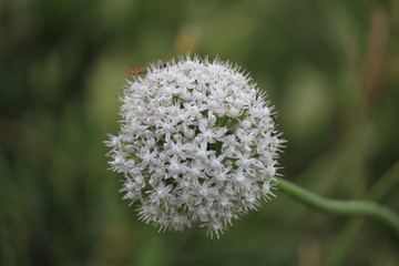 white dandelion in grass