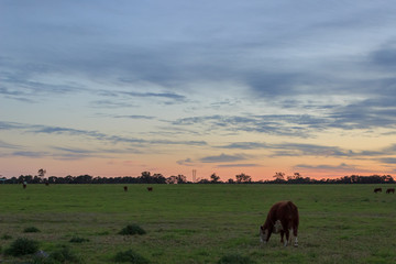 Cattle in the sunset