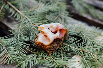 Fried bacon on bread on beautiful tree branches