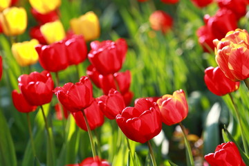 Obraz premium blooming tulips in the garden in spring