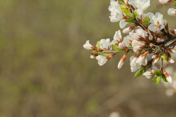 Thick white-pink flowers branch of cherry blossoms on a spring day. Great spring background