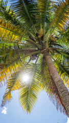 Fototapeta na wymiar Palm tree from below. Sunlight throught the palm.