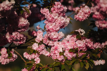 Beautiful pink sakura tree. Background of blue sky
