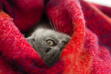 the kitten falls asleep in a warm scarf