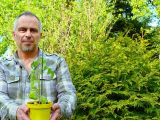 Naklejka na ściany i meble gardener with a young tomato in a pot ready for planting