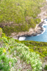 Close-up view of the UNESCO world heritage site protected flora in Erskine Valley near Mount Gower on Lord Howe Island, New South Wales, Australia. Coastline with ocean in background.