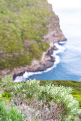 Close-up view of the UNESCO world heritage site protected flora in Erskine Valley near Mount Gower on Lord Howe Island, New South Wales, Australia. Coastline with ocean in background.